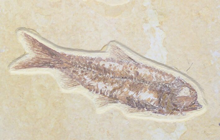 Bargain Knightia Fossil Fish - Wyoming #27663